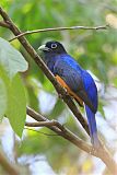 Green-backed Trogon